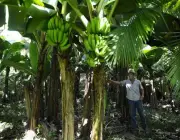 Plantação de Banana Orgânica 1