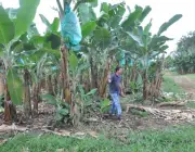 Plantação de Banana Orgânica 2
