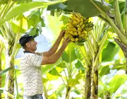 Plantação de Banana Orgânica 3