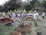 Plantação de Banana Orgânica 4