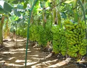 Plantação de Banana 1