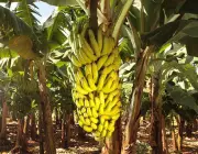 Plantação de Banana 2
