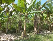 Plantação de Banana 4