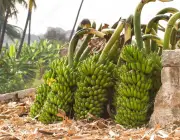 Plantação de Banana 5
