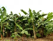 Plantação de Banana 6