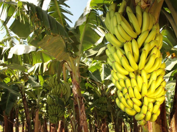 Banana Pacovan Benefícios – Mundo Ecologia