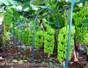 Plantação de Bananeira Pacovan 1