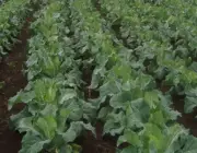 Plantação de Brócolis 3