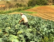 Plantação de Brócolis Ramoso 5