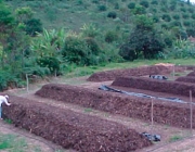 Plantação de Couve Flor Tratada 5