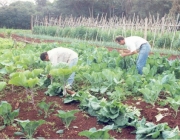 Plantação de Couve Flor Tratada 6