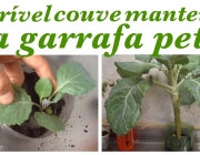 Plantação de Couve na Garrafa PET 1