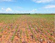 Plantação em Solo Argiloso 3