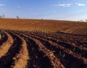 Plantação em Solo Argiloso 6