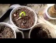 Plantando Ervilha 2