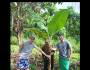 Plantar Banana Ouro 6