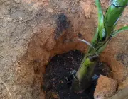Plantar Banana Prata 3