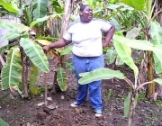 Plantar Banana Prata 4
