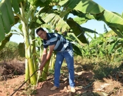 Plantar Banana Prata 5