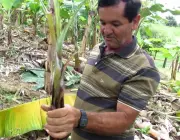 Plantar Banana Prata 6