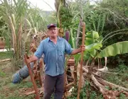 Plantar Banana 5