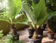 Plantar Bananeira-de-Jardim 1