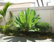 Plantar Bananeira-de-Jardim 2