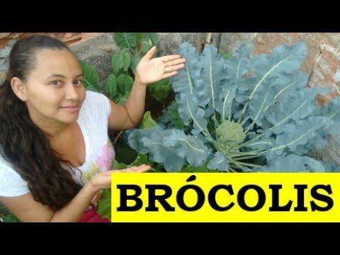 Plantar Brócolis em Casa 2