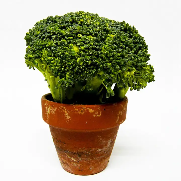 Plantar Brócolis no Vaso 1