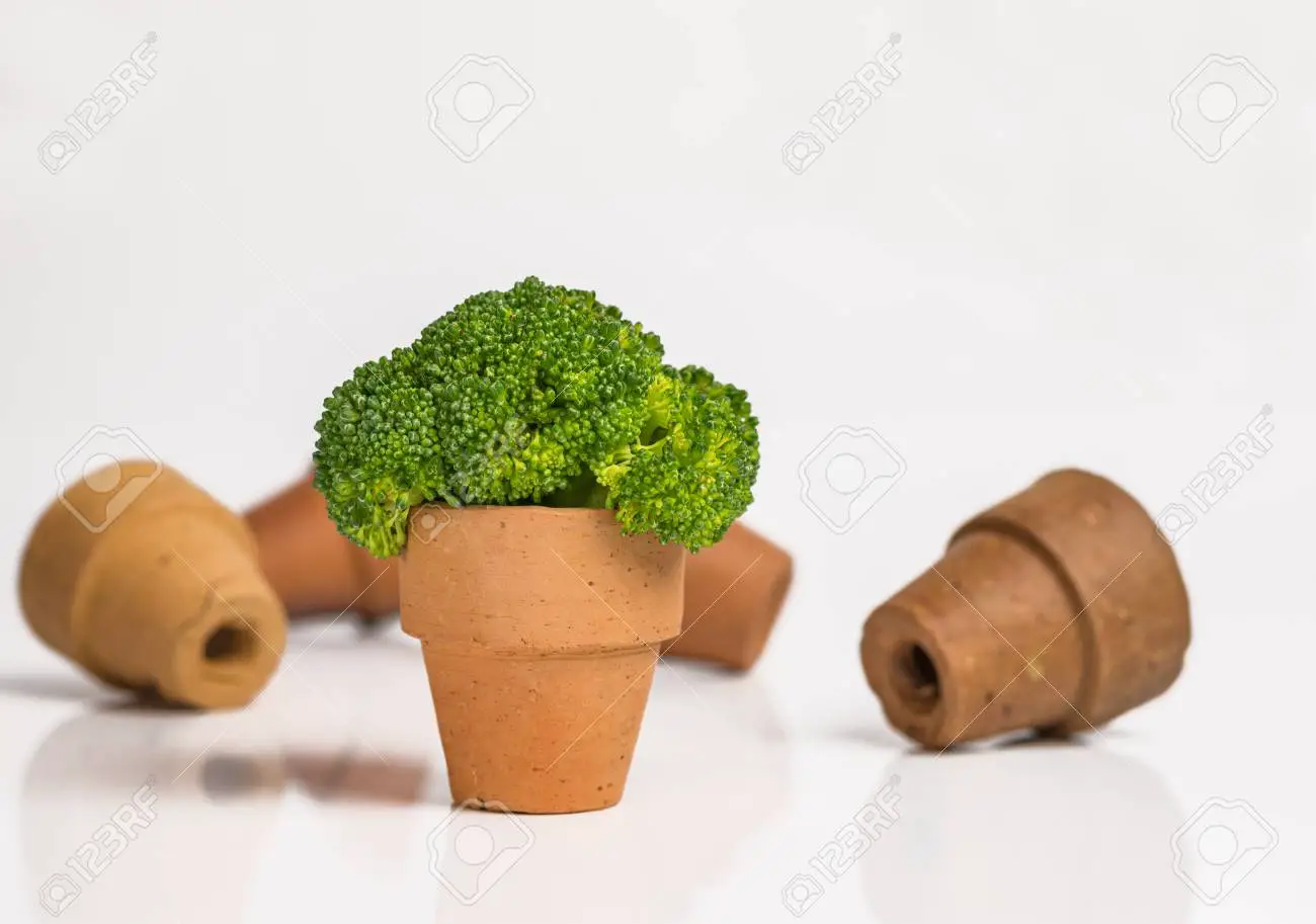 One stand brocoli in small pot
