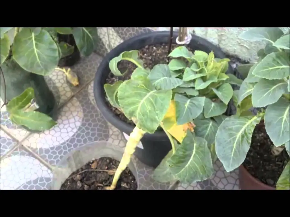 Plantar Brócolis no Vaso 4