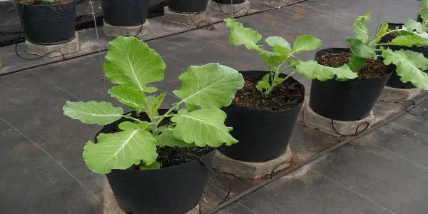 Plantar Brócolis no Vaso 5