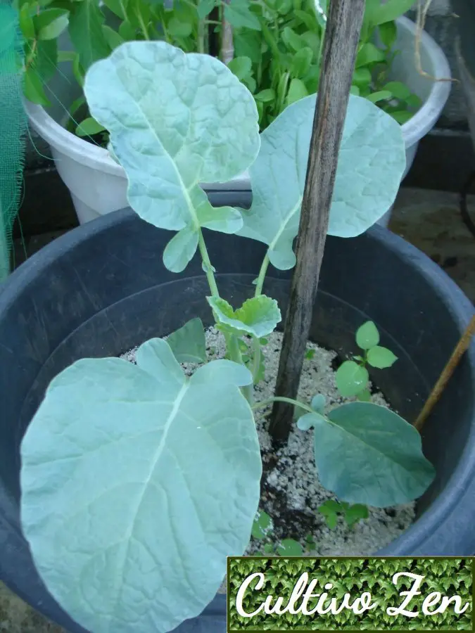 Plantar Brócolis no Vaso 6