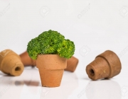 One stand brocoli in small pot