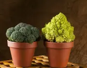 Plantar Brócolis no Vaso 3