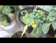 Plantar Brócolis no Vaso 4