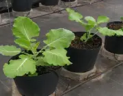 Plantar Brócolis no Vaso 5