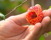 Plantas Alimenticias Não Convencionais 6