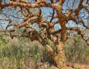 Plantas da Caatinga 1