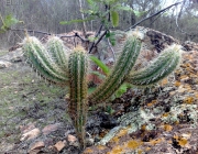 Plantas da Caatinga 2