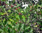 Plantas da Caatinga 3