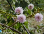 Plantas da Caatinga 5