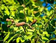 Plantas da Caatinga 6