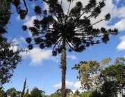 Plantas em Extinção em Goiás 1