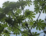 Plantas em Extinção em Goiás 3