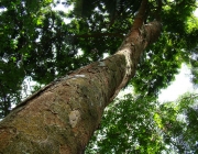 Plantas em Extinção em Goiás 4