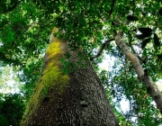 Plantas em Extinção em Goiás 5