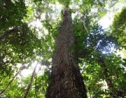 Plantas em Extinção em Goiás 6