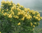 Plantas em Extinção na Caatinga 2