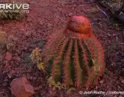 Photo from ARKive of the Turk's head cactus (Melocactus intortus) - https://www.arkive.org/turks-head-cactus/melocactus-intortus/image-G103705.html